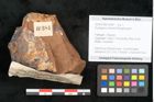 Foto (Objekt + Etikett) von Eucalyptus mitchellii Ettingshausen 1887 (NHMW-GEO-2024-0188-10384)